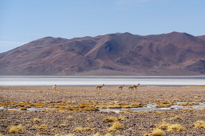 Hauts plateaux d'Atacama : ses lagunes et salines - Chili