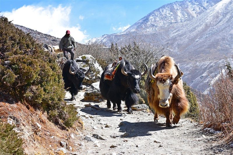 Yaks en direction de l'Everest base camp - Népal