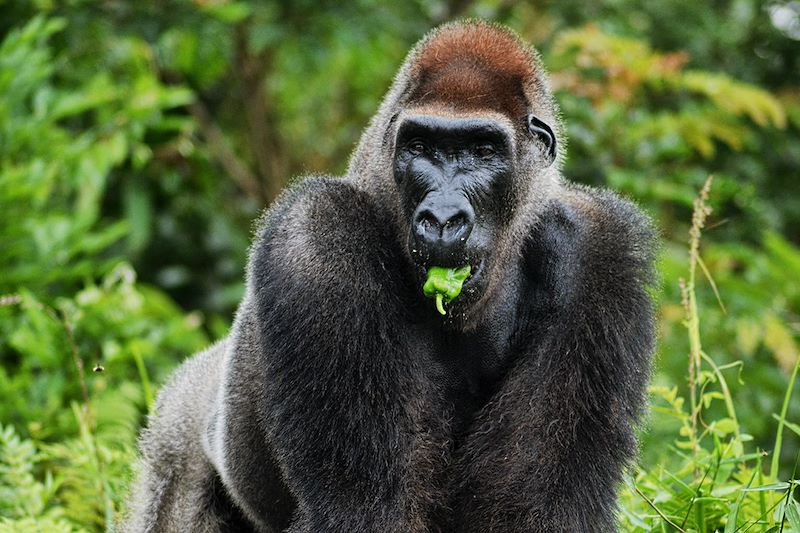 Un itinéraire unique pour explorer la biodiversité exceptionnelle et les trésors culturels du Congo.