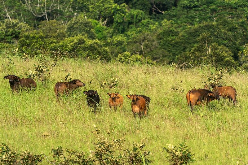 Un itinéraire unique pour explorer la biodiversité exceptionnelle et les trésors culturels du Congo.