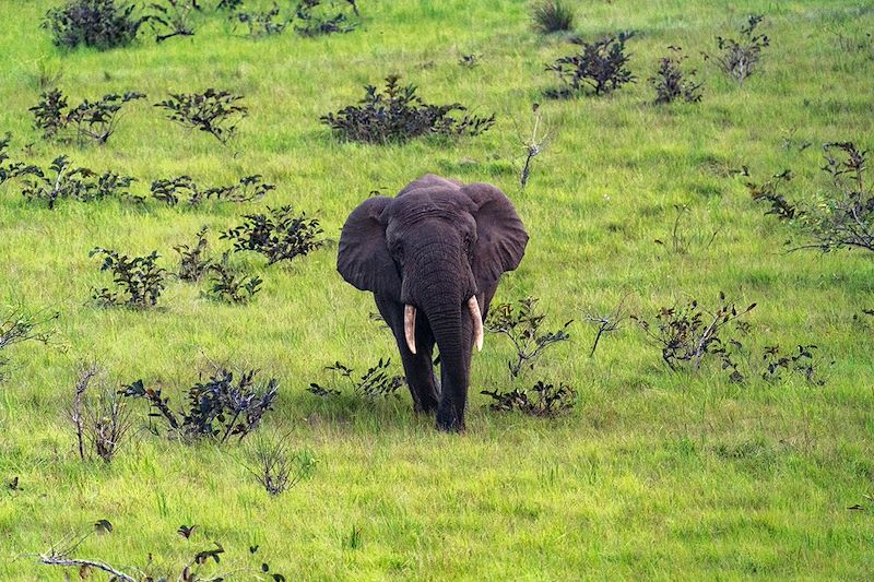 Un itinéraire unique pour explorer la biodiversité exceptionnelle et les trésors culturels du Congo.