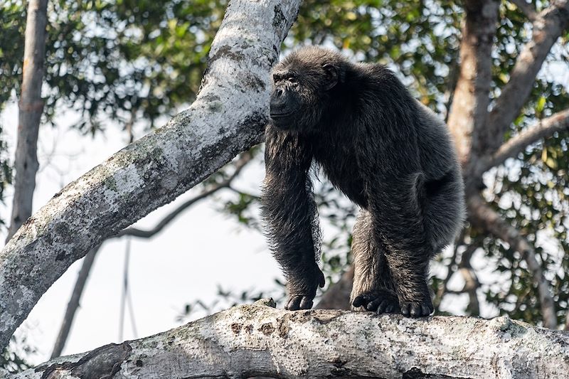 Un itinéraire unique pour explorer la biodiversité exceptionnelle et les trésors culturels du Congo.