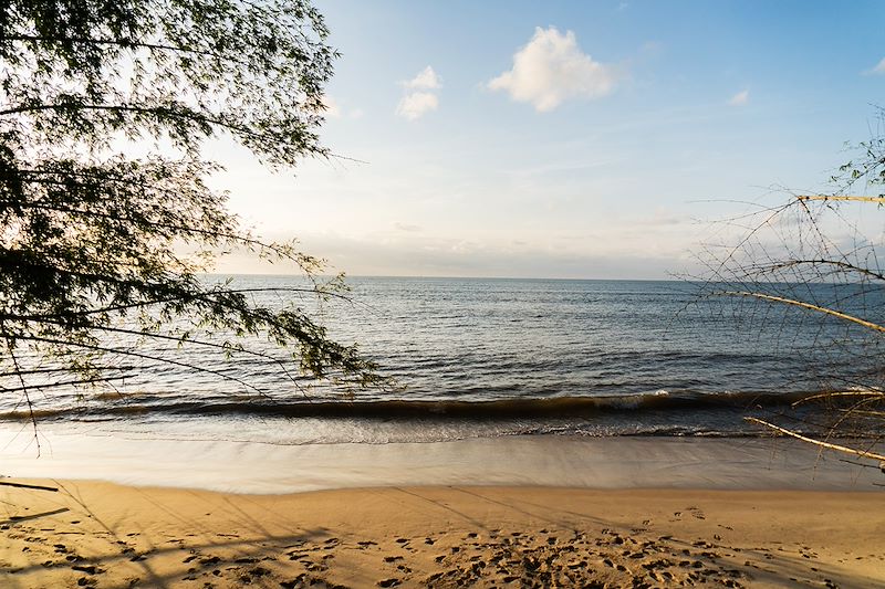 Un itinéraire unique pour explorer la biodiversité exceptionnelle et les trésors culturels du Congo.