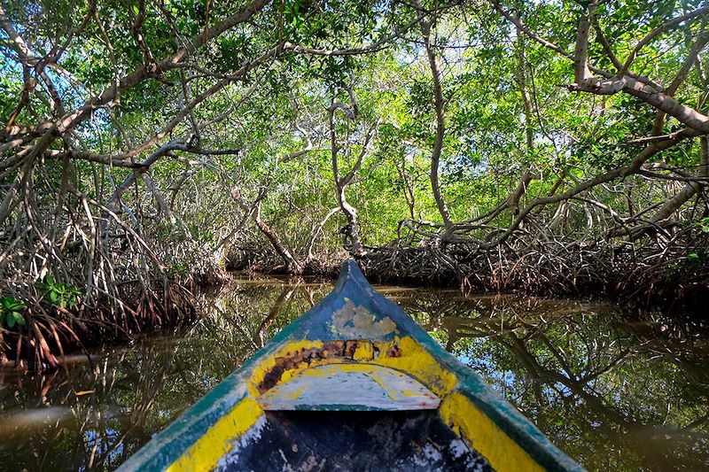 Mangrove de La Boquilla - Carthagène des Indes - Colombie