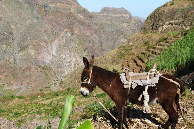 Voyage famille au Cap vert: multi-activités entre rando dans les vallées volcaniques, paddle, sortie en bateau et baignades 