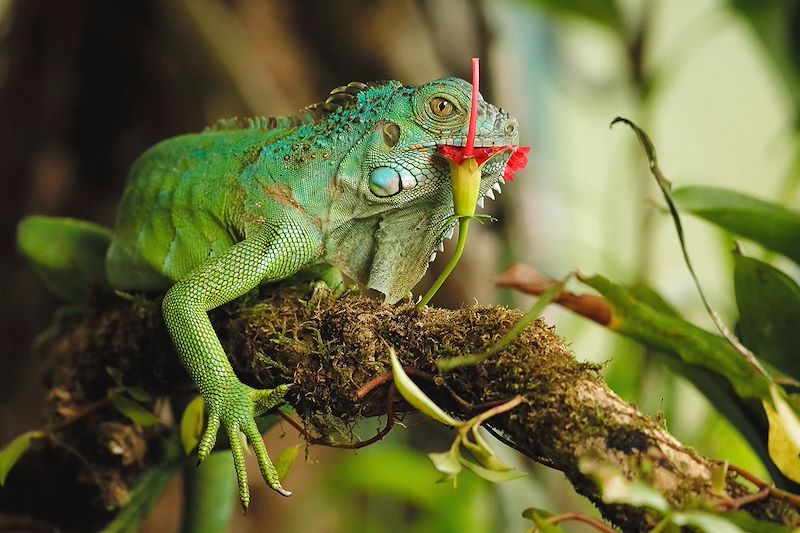 Un voyage multi-activités en famille du Costa Rica au Nicaragua à travers jungle, volcans et plages de l’océan Pacifique!