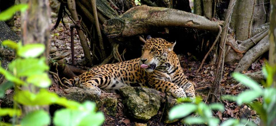 Sillonnez les parcs Tortuguero, Corcovado, Arenal & Manuel Antonio à la recherche des Paresseux, Quetzals & peut être...du Jaguar!