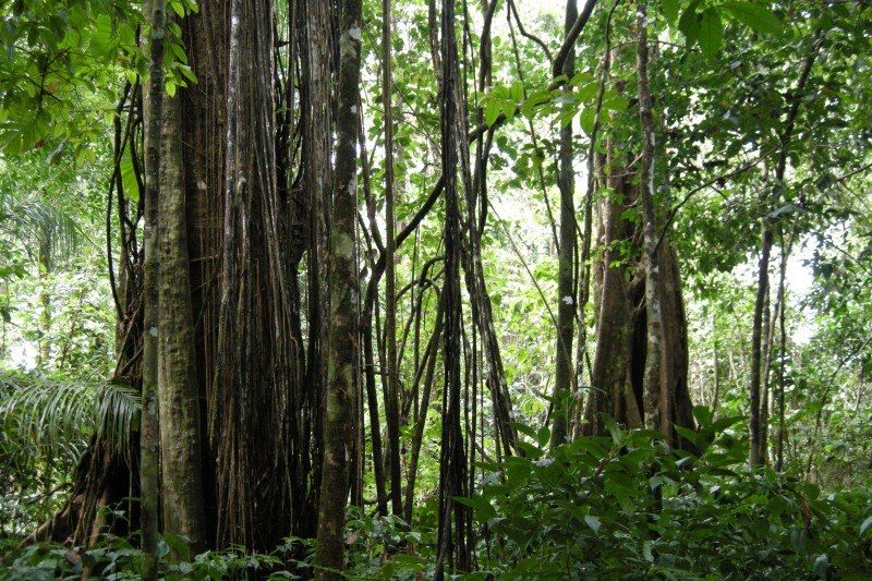 Parc national de Corcovado - Costa Rica
