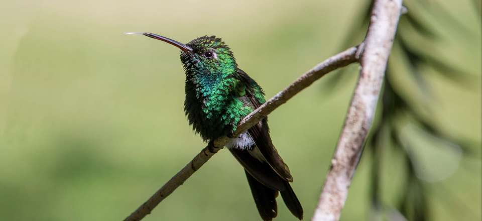Voyage ornithologique à Cuba: observation de l'avifaune à Topes de Collantes, Guanahacabibes, Vinales & la Cienaga de Zapata