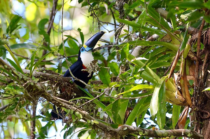 Un seul voyage pour vivre les Andes authentiques, la mystérieuse Amazonie et les mythiques îles Galápagos… Inoubliable !