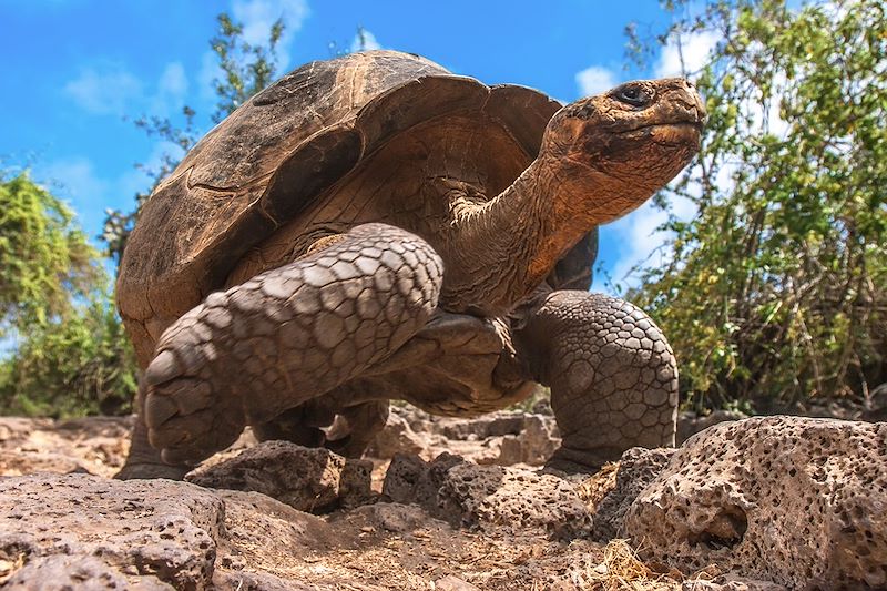 Sur les traces de Darwin, voyage entièrement dédié à la magie du plus fameux des sanctuaires naturels: l’archipel des Galápagos