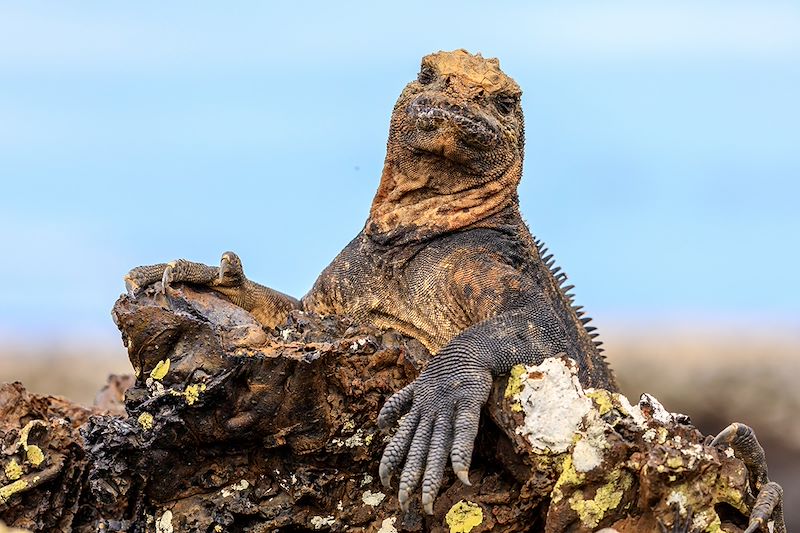 Sur les traces de Darwin, voyage entièrement dédié à la magie du plus fameux des sanctuaires naturels: l’archipel des Galápagos