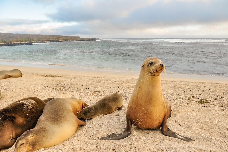 Sur les traces de Darwin, voyage entièrement dédié à la magie du plus fameux des sanctuaires naturels: l’archipel des Galápagos