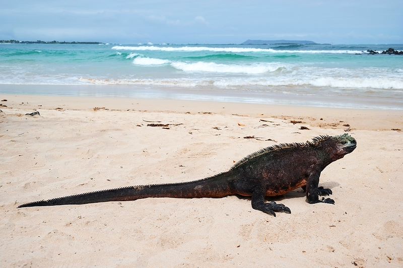 Sur les traces de Darwin, voyage entièrement dédié à la magie du plus fameux des sanctuaires naturels: l’archipel des Galápagos