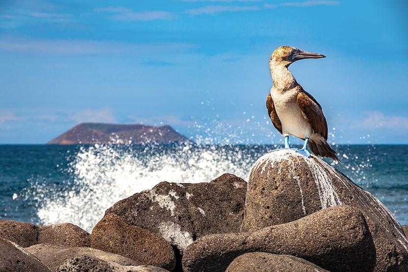 Sur les traces de Darwin, voyage entièrement dédié à la magie du plus fameux des sanctuaires naturels: l’archipel des Galápagos