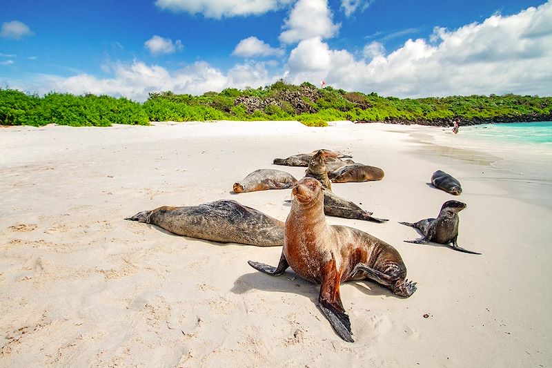 Sur les traces de Darwin, voyage entièrement dédié à la magie du plus fameux des sanctuaires naturels: l’archipel des Galápagos