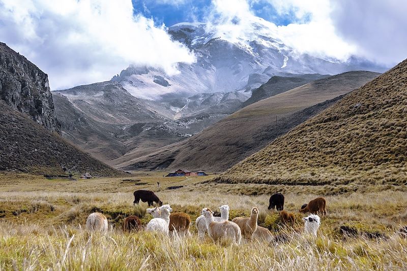 Un itinéraire de randonnées au cœur de l’Allée des Volcans, entre géants andins, marchés artisanaux et communautés !