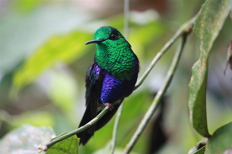 Découverte authentique et colorée du plus intime des pays andins, entre volcans, lagunes, forêt amazonienne et marchés artisanaux!