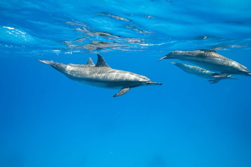 Dauphins à long bec dans la Mer Rouge - Sataya - Égypte