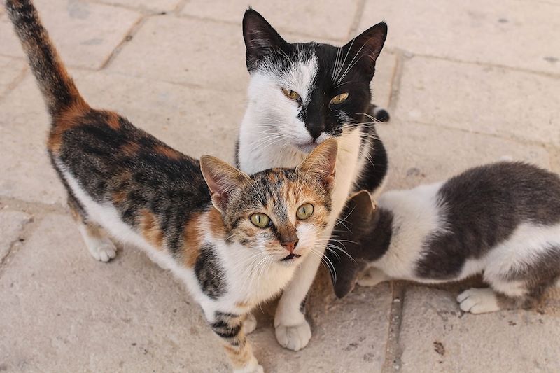 Chats dans les rues du Caire - Egypte