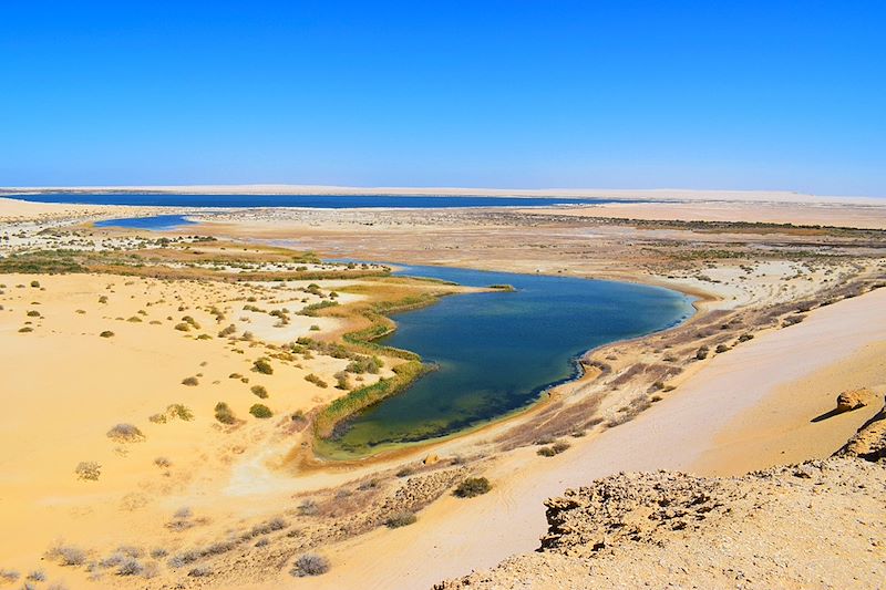 Exploration des oasis égyptiennes et du désert blanc : entre nature, histoire et paysages désertiques