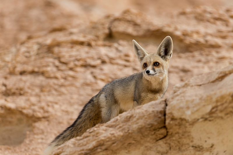 Exploration des oasis égyptiennes et du désert blanc : entre nature, histoire et paysages désertiques