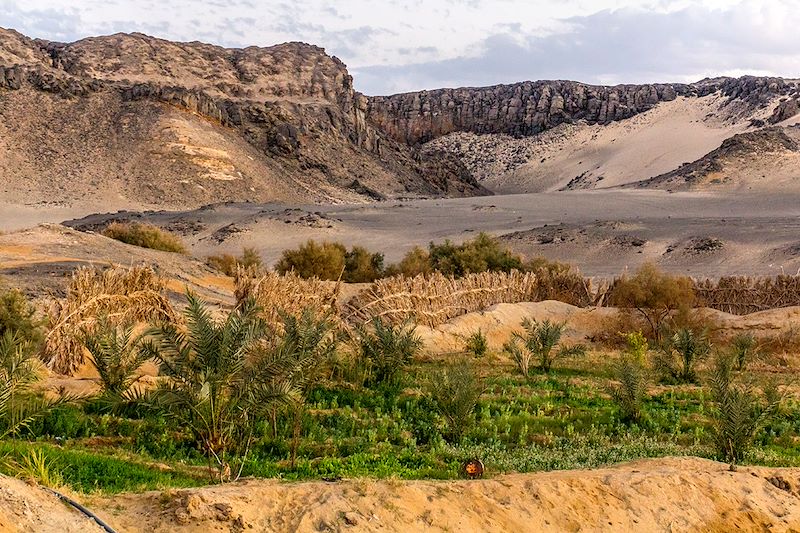 Exploration des oasis égyptiennes et du désert blanc : entre nature, histoire et paysages désertiques