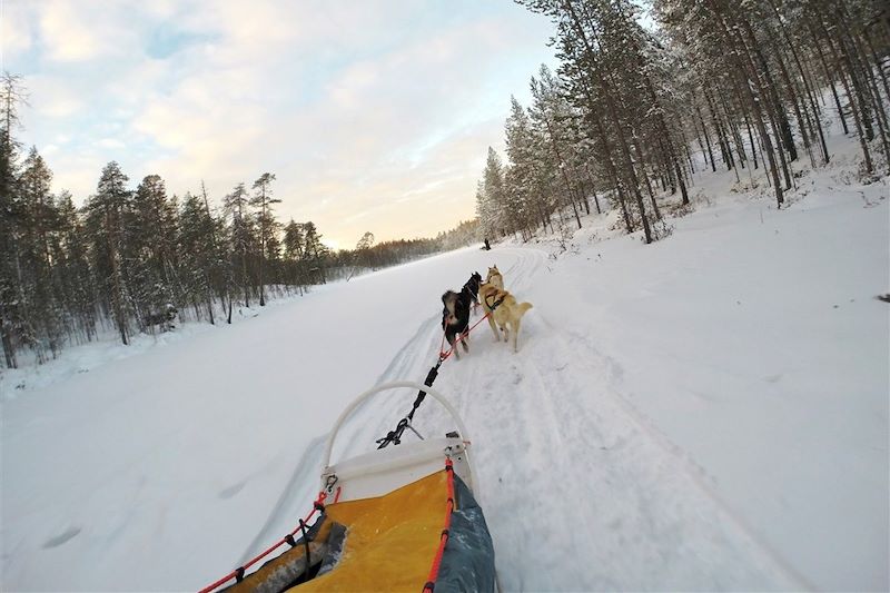 Raid en traineau à chiens dans la région Hossa - Finlande