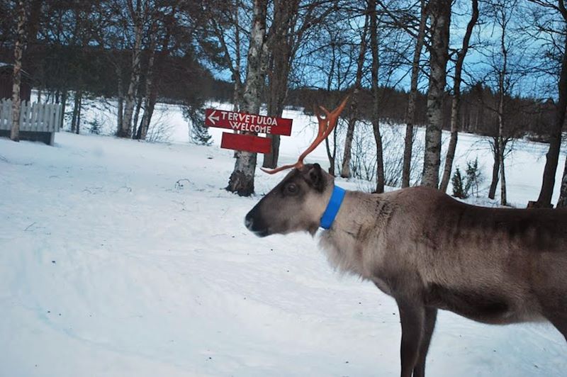 Sur les traces des chiens de traîneaux