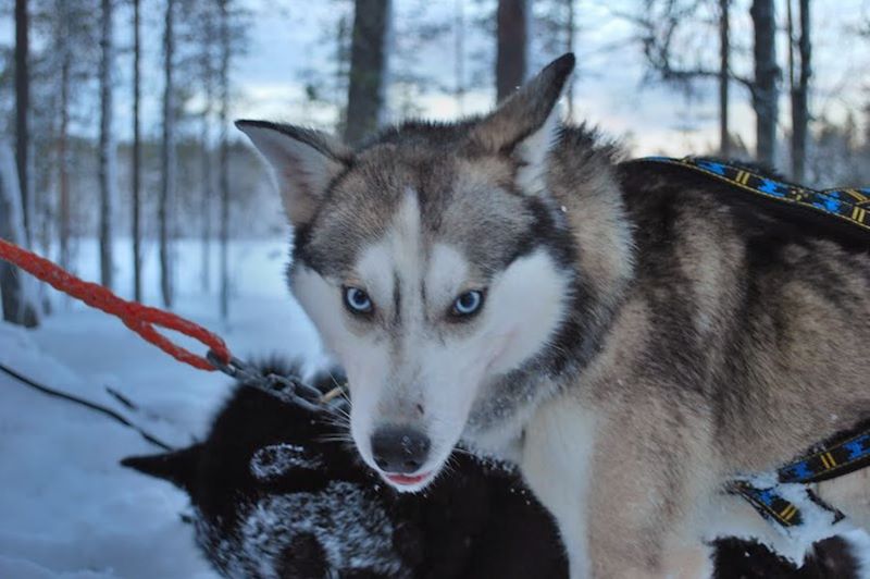 Chiens de traineau dans la région de Hossa - Finlande