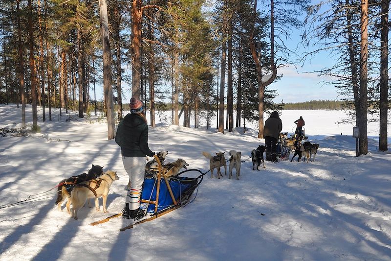 Sur les traces des chiens de traîneaux