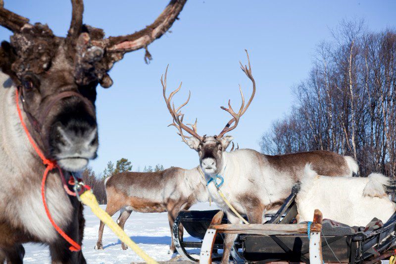 Laponie - Finlande