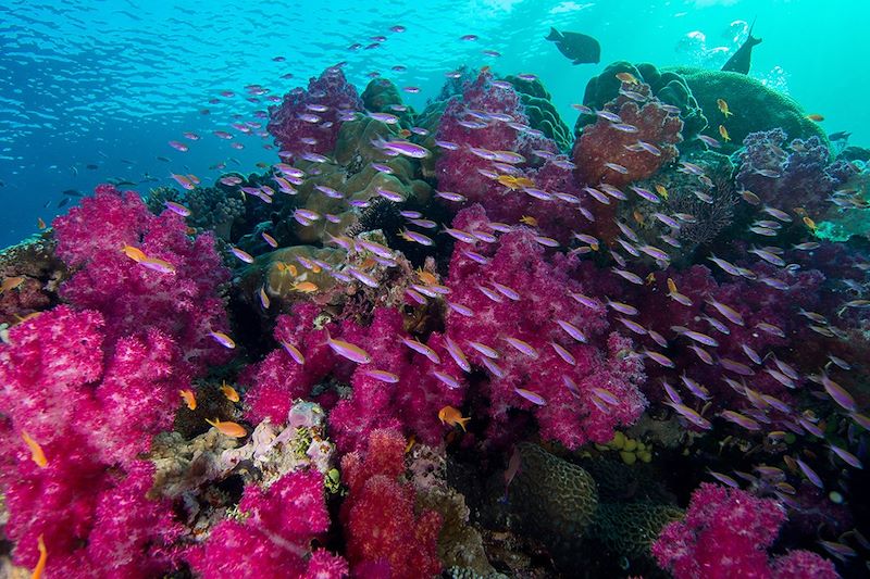 Coraux dans les Îles Fidji