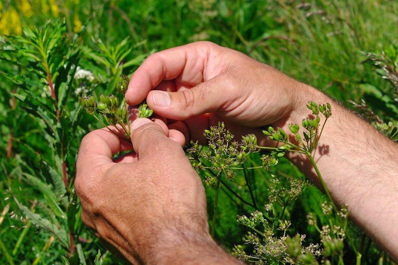 Découverte des plantes sauvages et médicinales en Auvergne - France