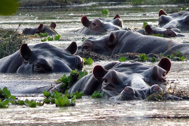Hippopotames marins - Guinée Bissau