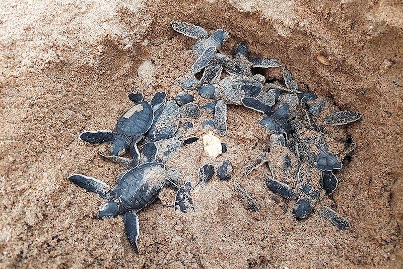 Éclosion des œufs de tortues vertes en Guinée-Bissau