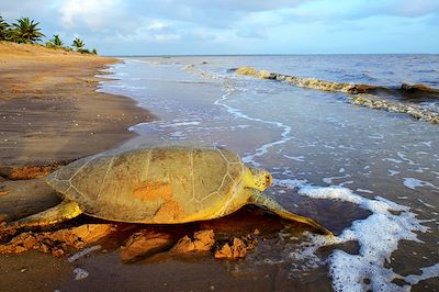 voyage Bijagos, l'archipel aux tortues