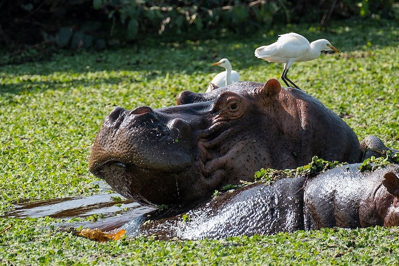 Hippopotames - Archipel des Bijagos - Guinée-Bissau