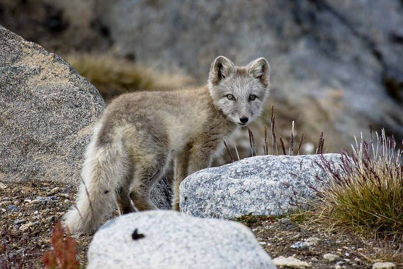 Voyage de la culture urbaine de Copenhague à la nature brute de Nuuk, du charme danois aux paysages sauvages du Groenland