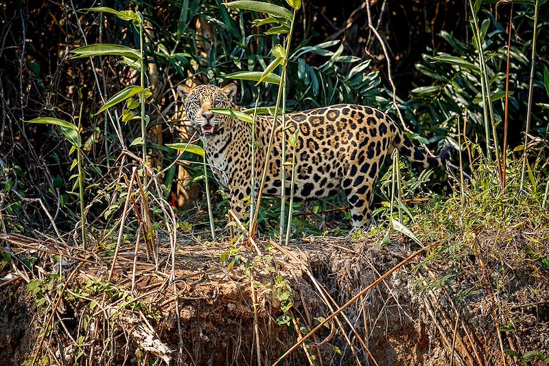 Découverte complète et colorée du monde maya, d'Antigua au lac Atitlán, de la Caraïbe à la jungle de Tikal, tout en douceur.