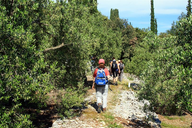 Voyage en Dalmatie du sud et randonnées à travers les îles de Brac, Hvar, Korcula et Mljet.