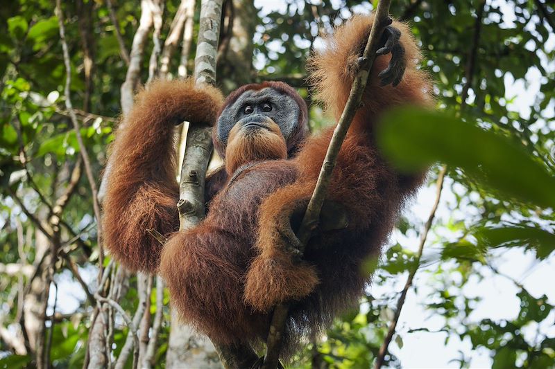 Rizières de la vallée d’Harau et lac Maninjau, Orang outans, Mont Sibayak et farniente sur la petite île Paradisiaque de Pulau Weh