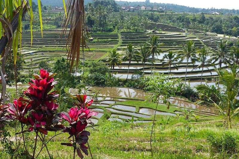 Rizières - Bali - Indonésie