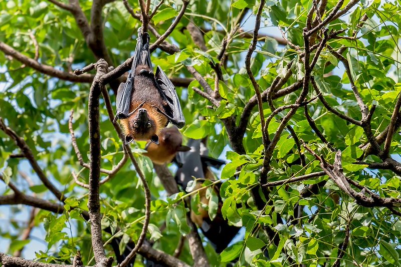 Une traversée de Flores avec chauffeur & guides locaux – Volcan Kelimutu, Snorkeling aux 17 îles, et dragons de Komodo