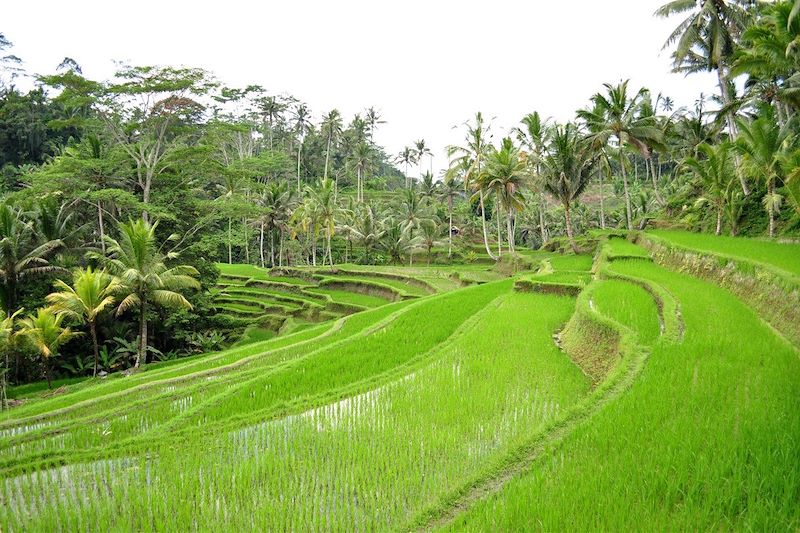 Ascension du Rinjani et rizières de Bali 