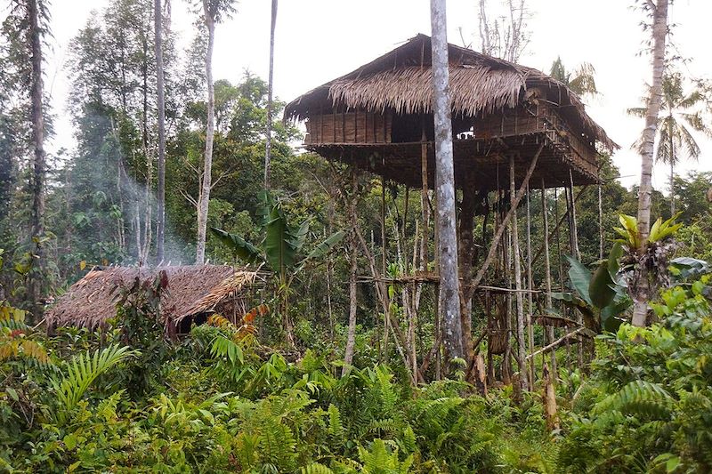 Maison korowai - Papouasie - Indonésie