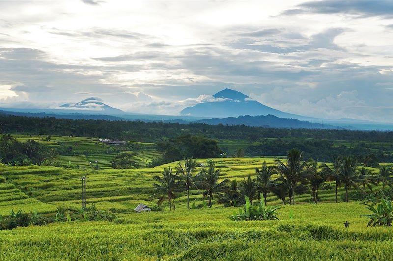 Rizières de Jatiluwih - Kabupaten de Tabanan - Bali - Province de Bali - Indonésie