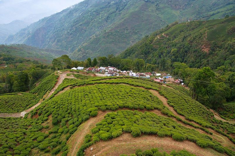 Plantations de thé à Darjeeling - Inde