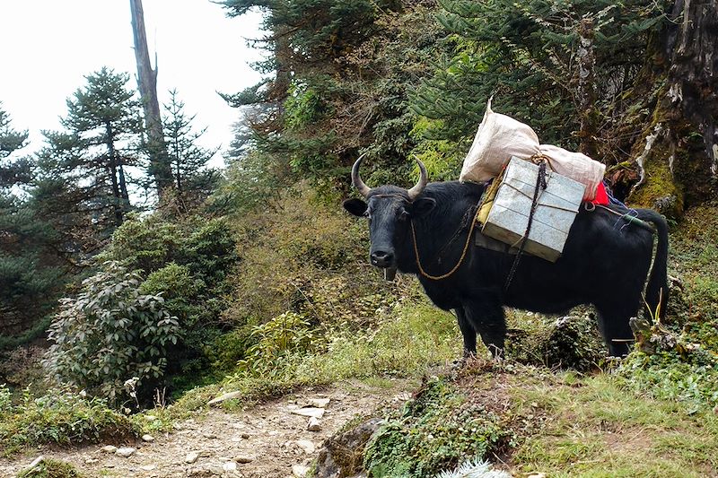 Trek au Sikkim au pied du Kangchenjunga, la troisième plus haute montagne du monde et découverte de Darjeeling