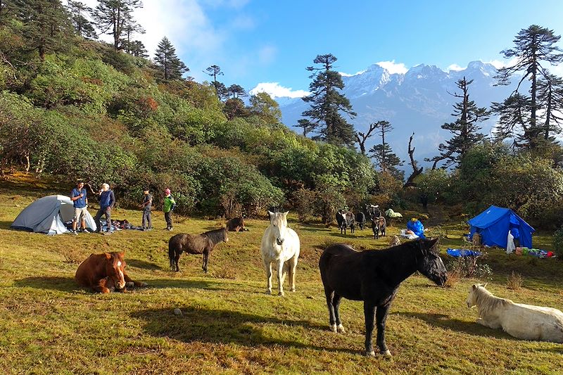 Trek au Sikkim au pied du Kangchenjunga, la troisième plus haute montagne du monde et découverte de Darjeeling